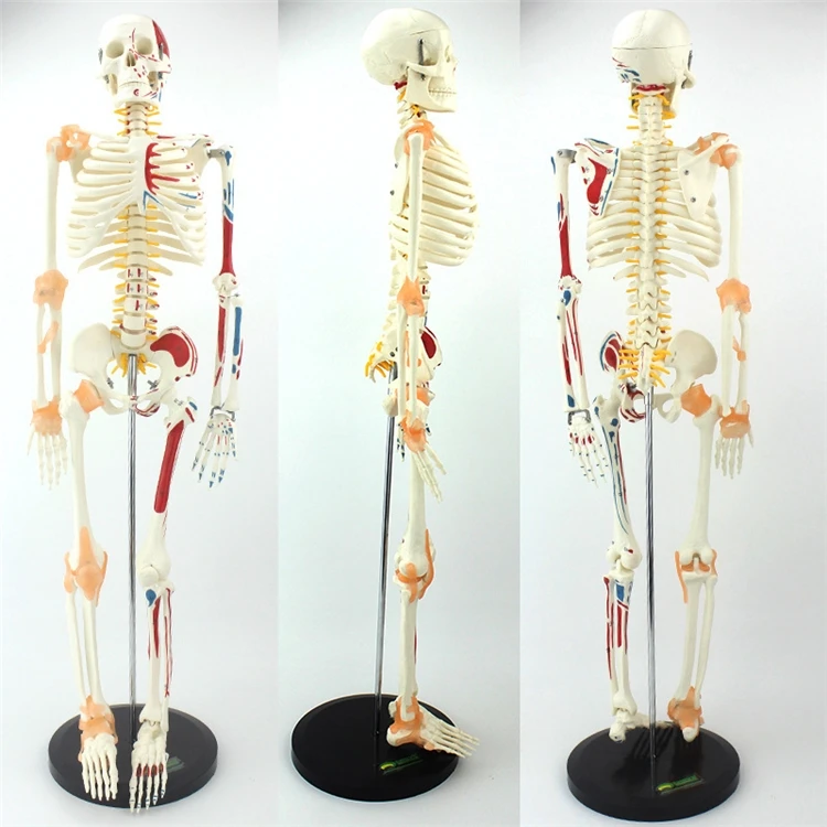 【HOT】医療教育用高品質実物大人体アップグレード版骨格模型 - Medical Lab Upgrade のレビューと価格
